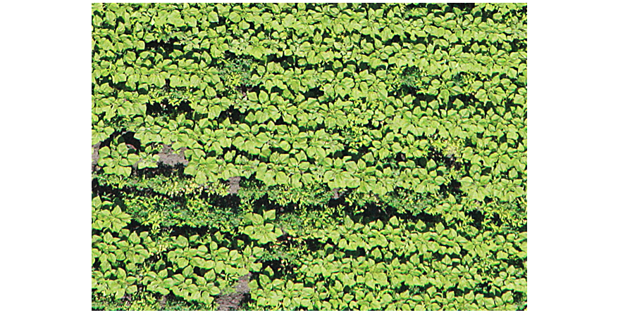 Sunflower field (plants height 55–65 cm). Aerial images are obtained by GeoscaneS company